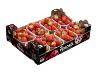 Fresas<br>Cartón