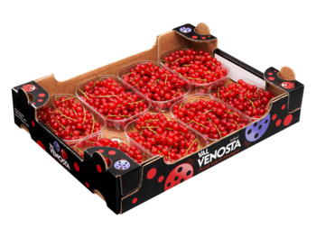 Red currants<br>Cardboard box