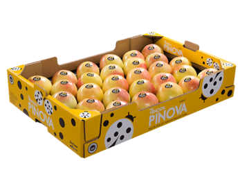 Padella Pinova gialla<br>40x60x10