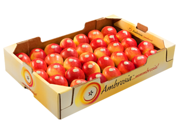 Padella<br>40x60x10