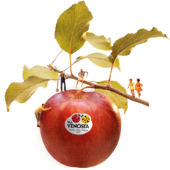 Apples & Friends