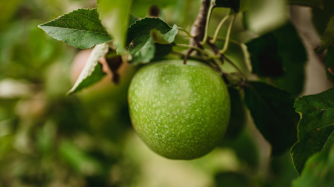 Granny Smith