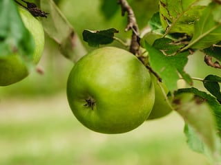 Granny Smith