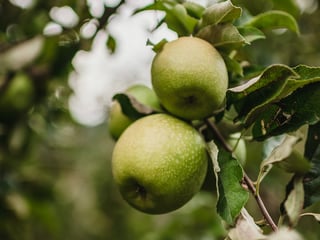 Granny Smith