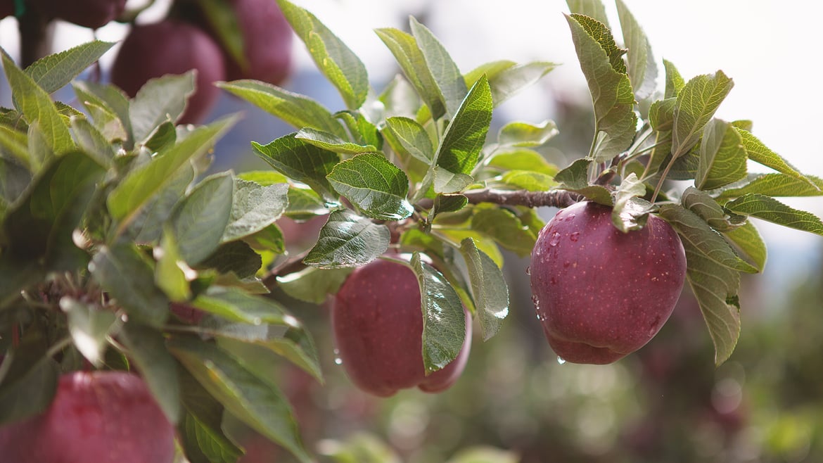 Red Delicious Vinschgau