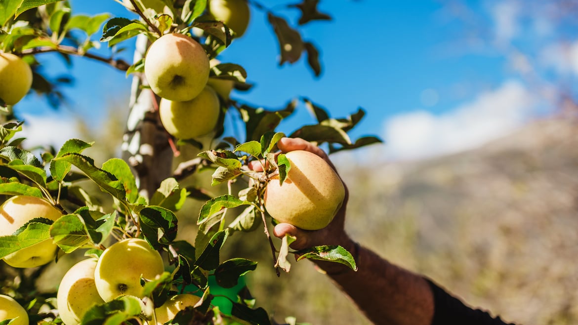 Golden Delicious