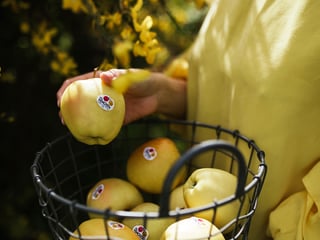 Mela Golden Delicious