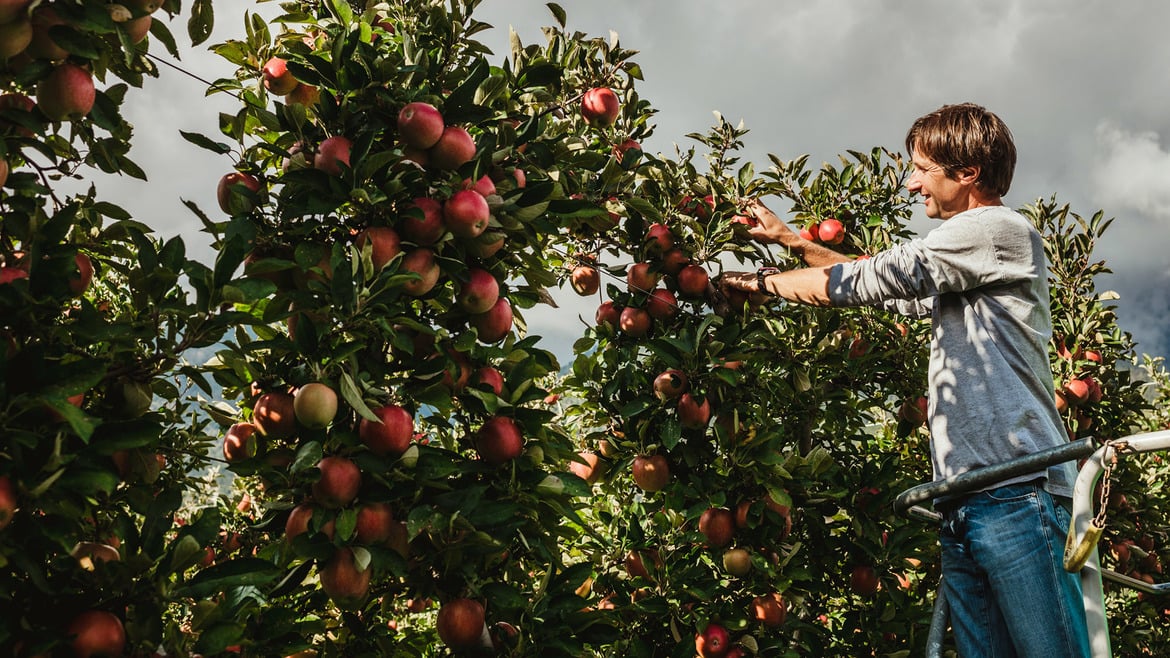 Braeburn