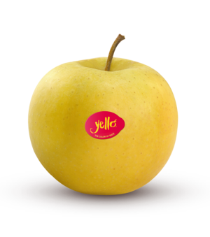 Shinano Gold / yello®
