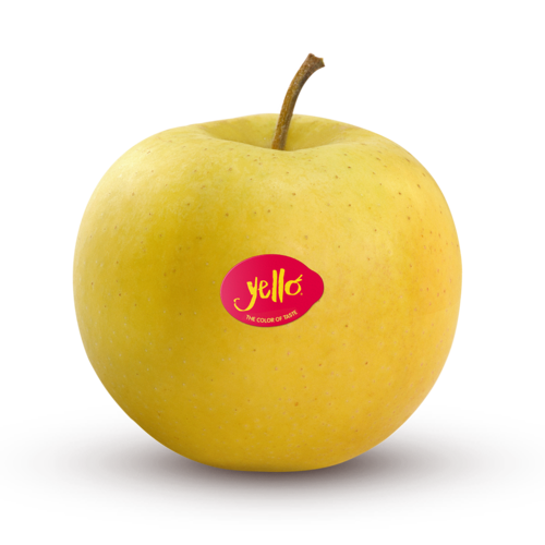 Shinano Gold / yello®