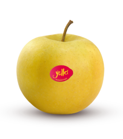 Shinano Gold / yello®