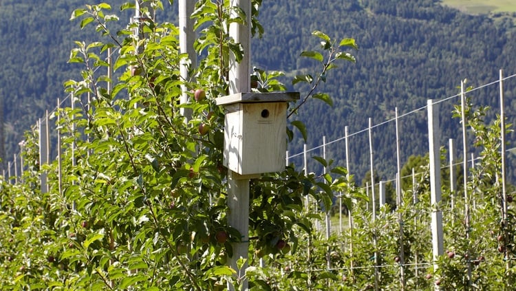 Un terreno curato dà buoni frutti