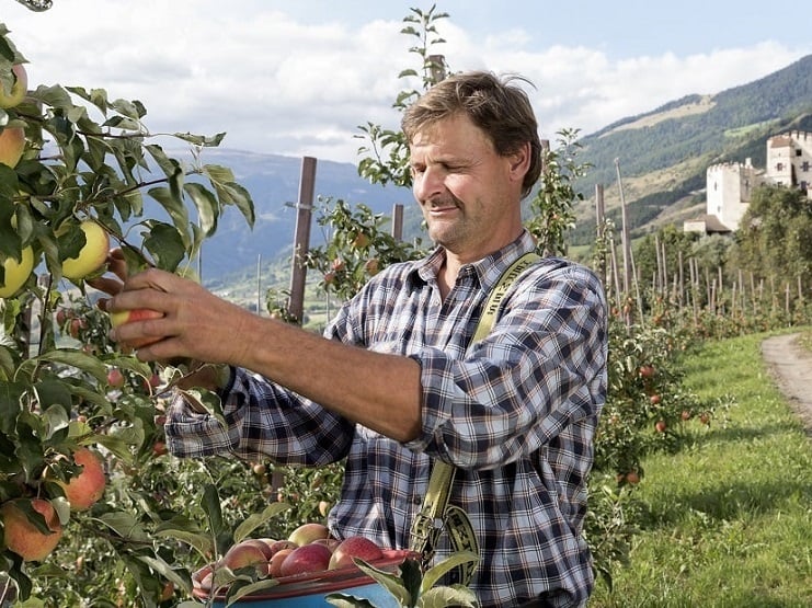 Organic Granny Smith Apples Biosüdtirol - Organic apples from South Tyrol