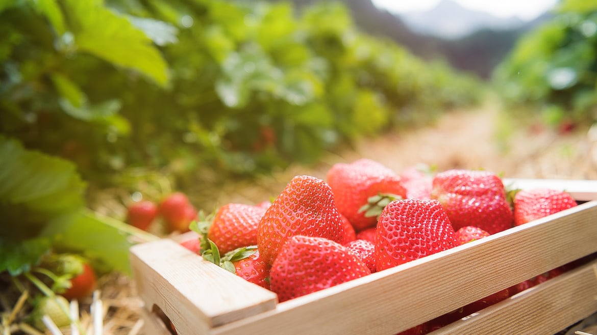 Erdbeeren aus Südtirol