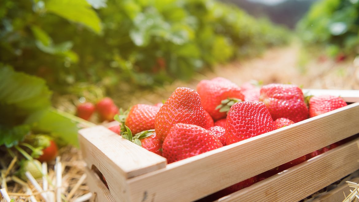 Strawberries South Tyrol