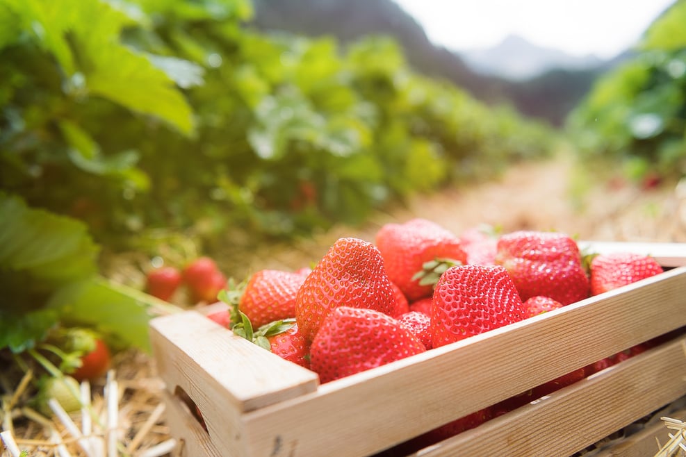Strawberries South Tyrol