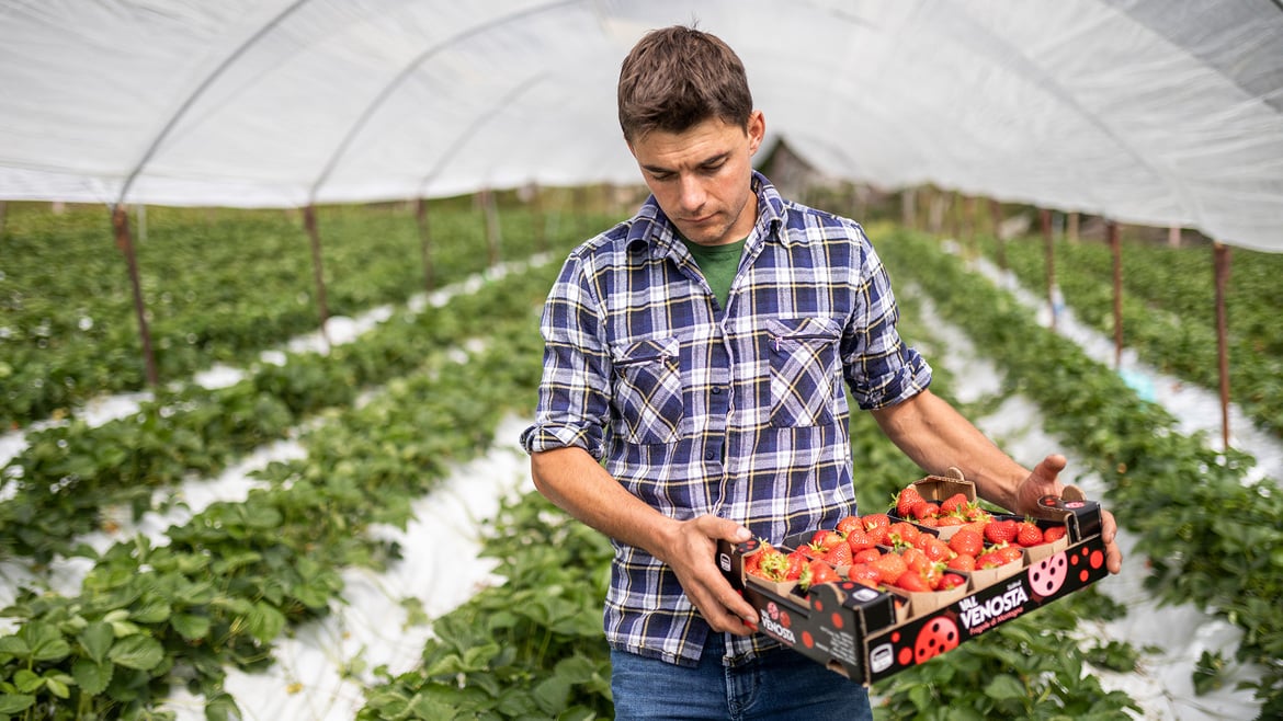 Strawberries South Tyrol