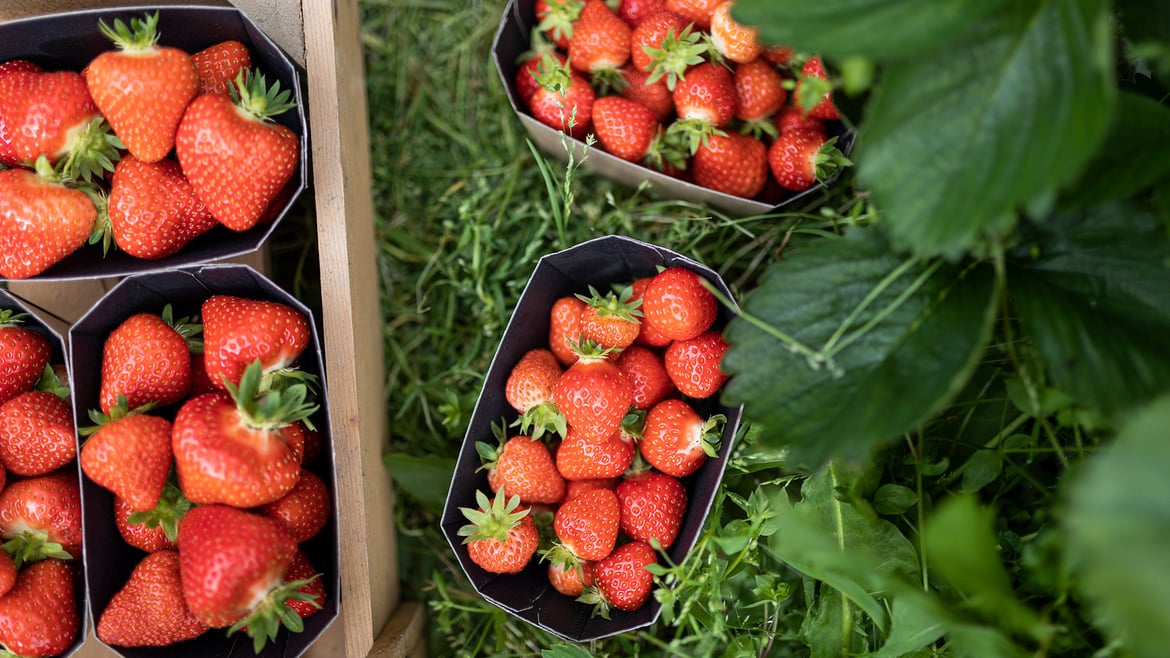 Erdbeeren