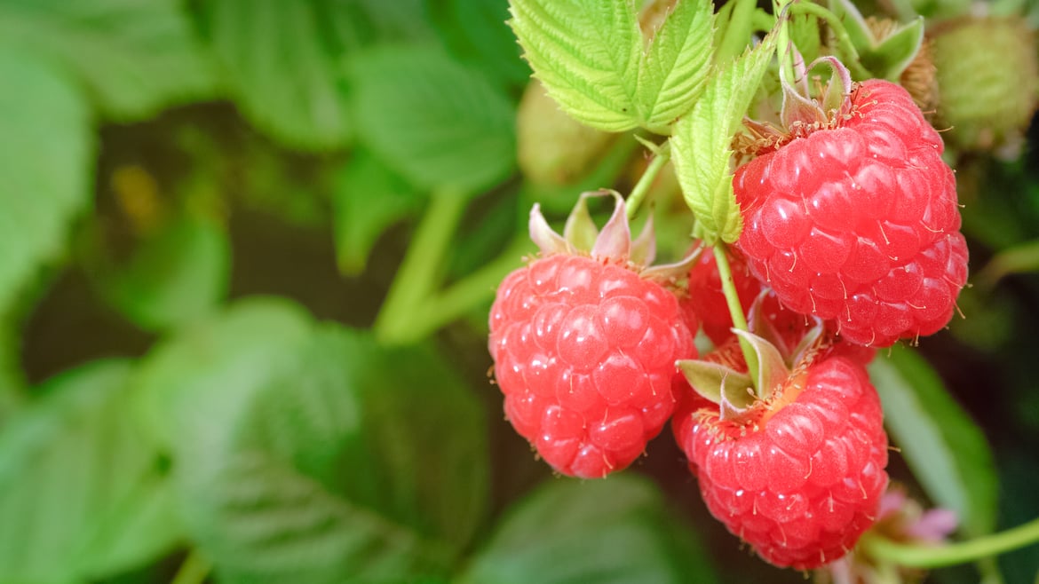Himbeeren aus Südtirol