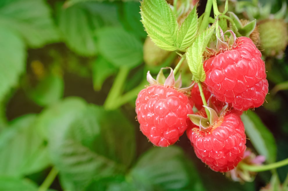 Himbeeren aus Südtirol