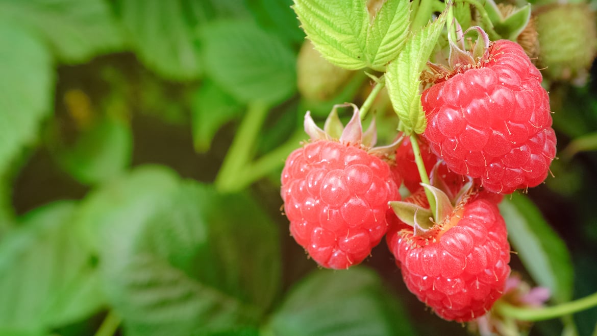 Raspberries South Tyrol