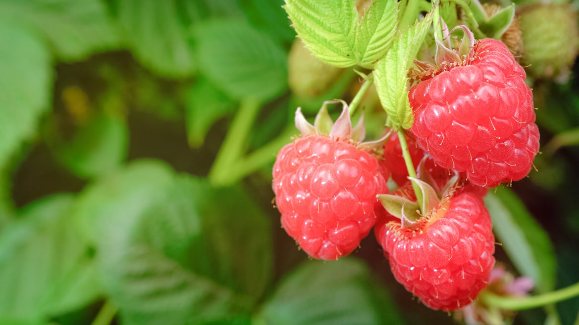 Raspberries South Tyrol