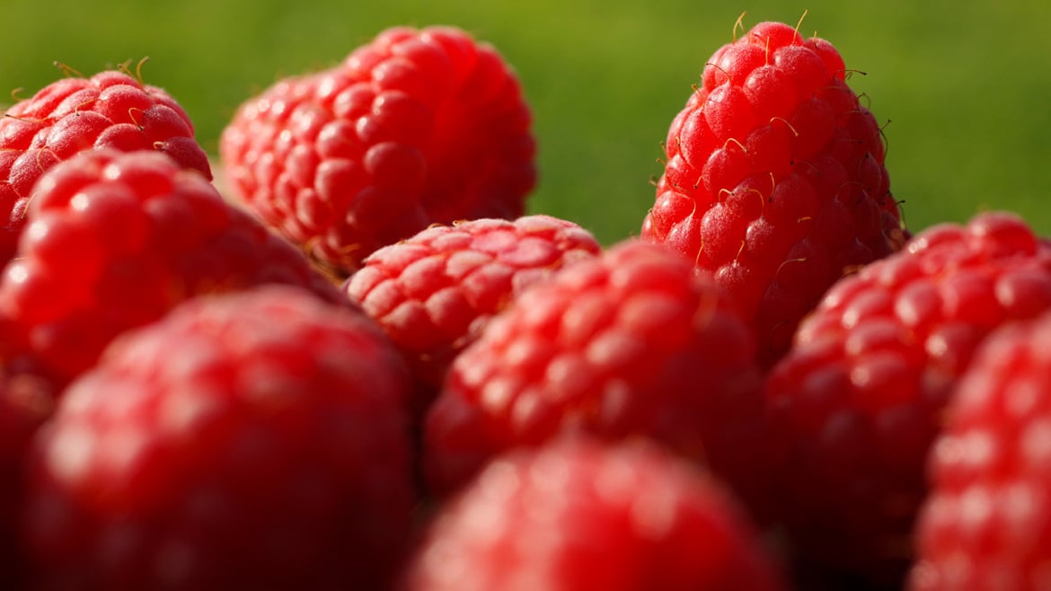 Raspberries South Tyrol