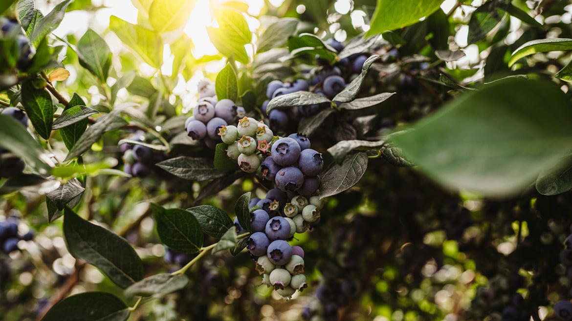 Heidelbeeren aus Südtirol