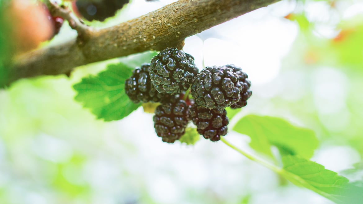 Brombeeren aus Südtirol