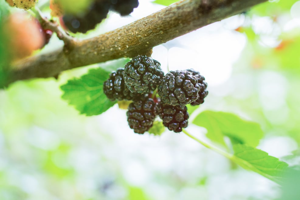 Brombeeren aus Südtirol