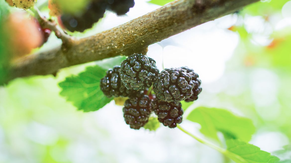 Blackberries South Tyrol