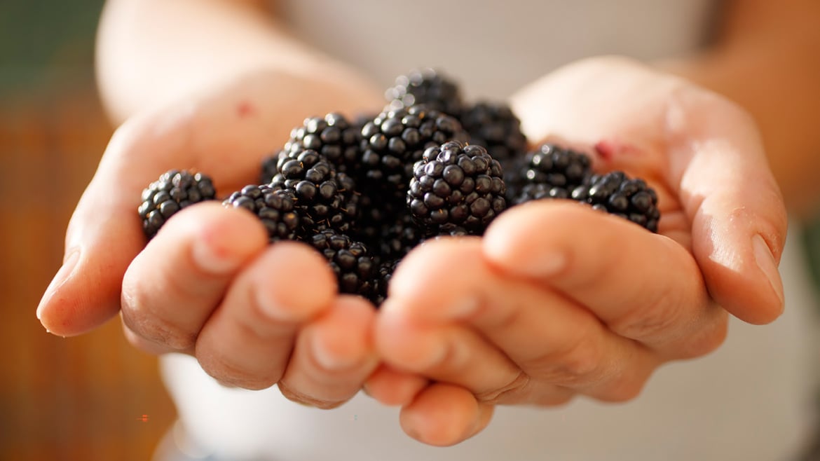 Blackberries South Tyrol