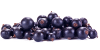 Ribes nero