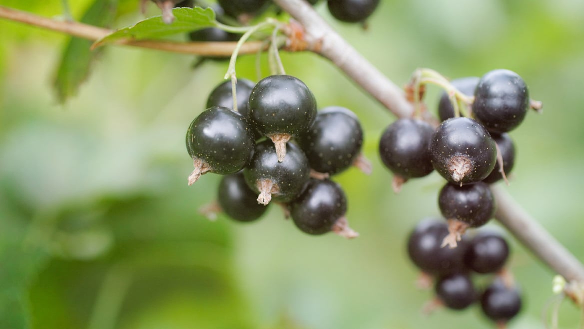 Schwarze Johannisbeeren aus Südtirol