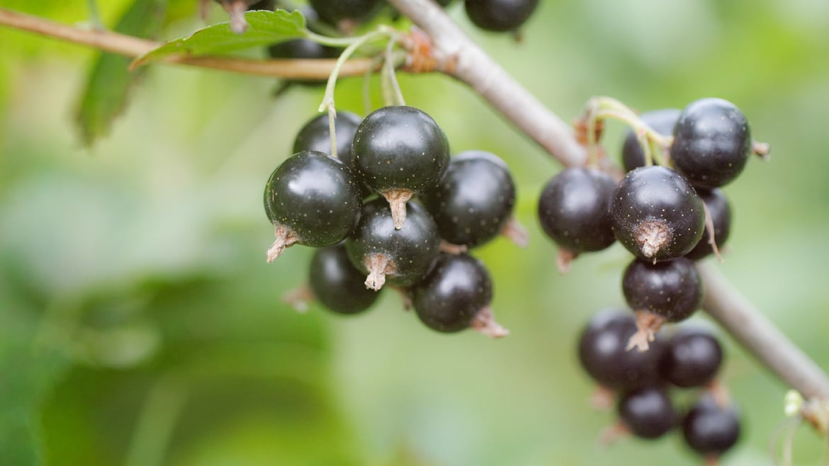 Ribes nero dall'Alto Adige