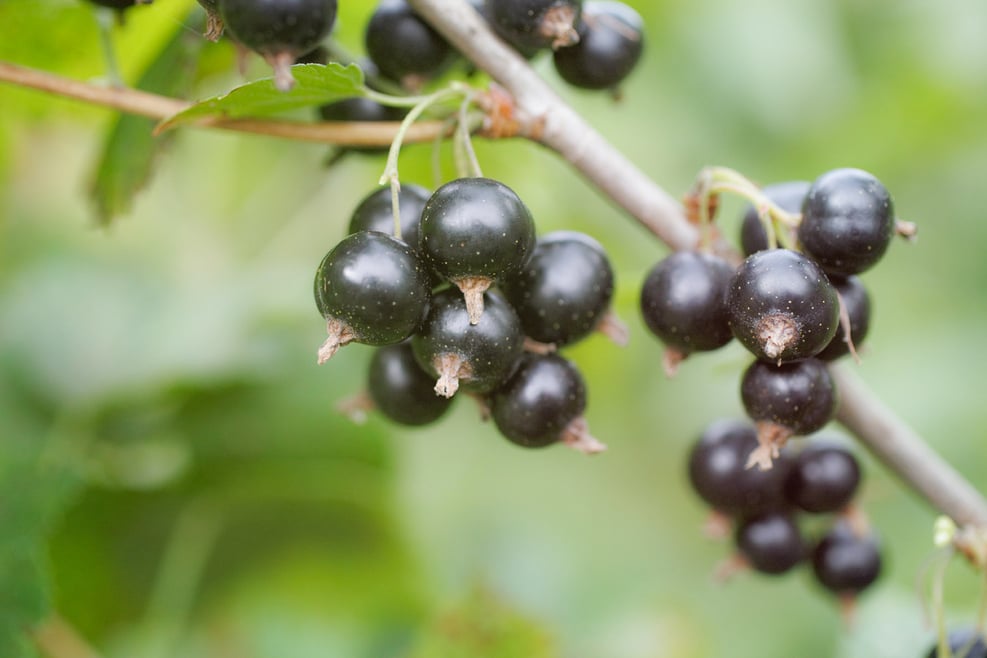 Black currants South Tyrol