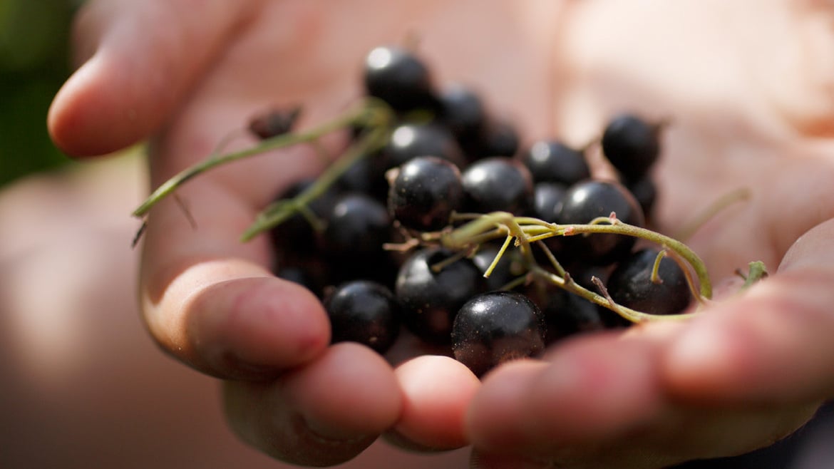 Schwarze Johannisbeeren aus Südtirol