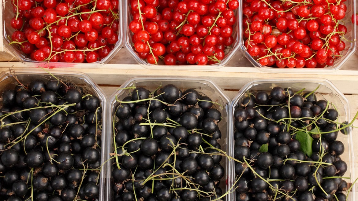 Schwarze Johannisbeeren aus Südtirol