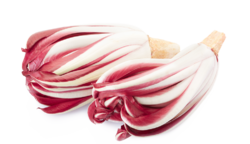Radicchio