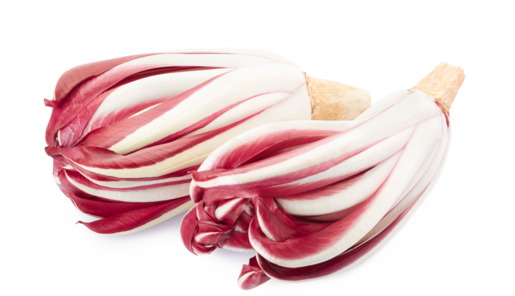 Red chicory