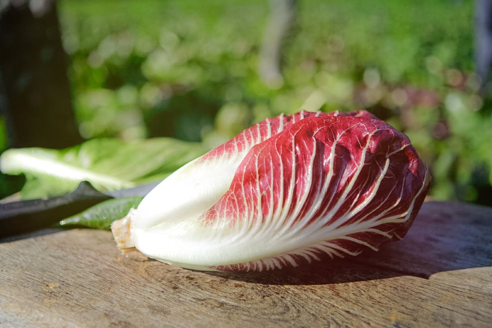 Radicchio aus Südtirol