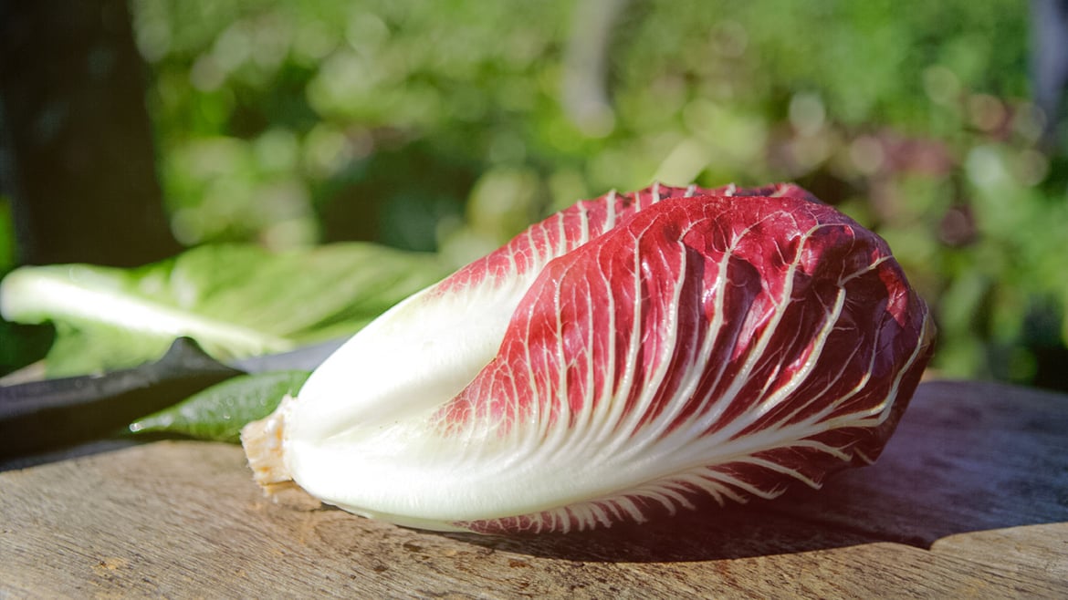 Radicchio dall'Alto Adige