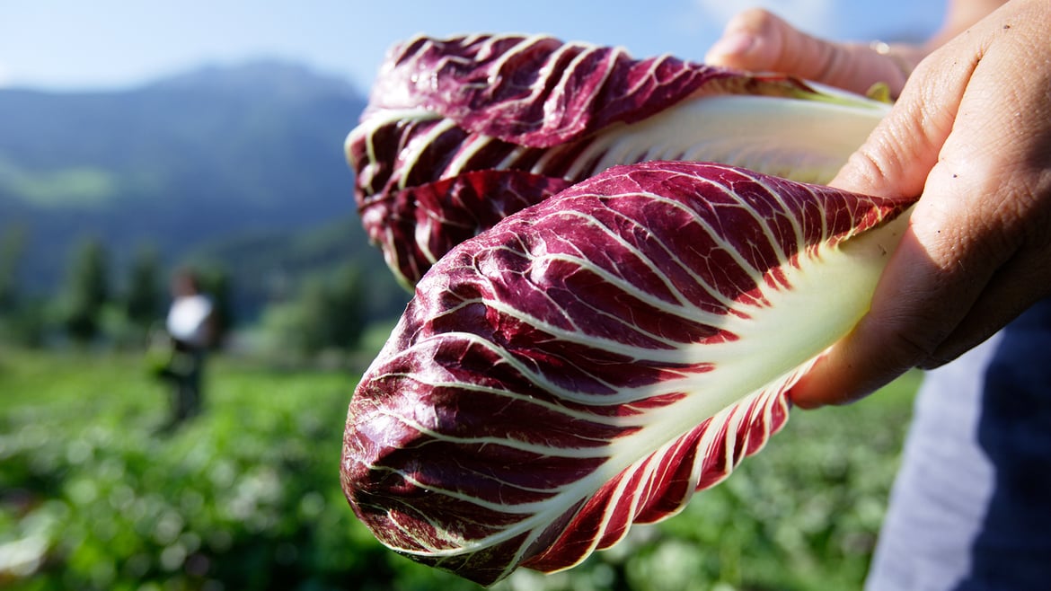Radicchio dall'Alto Adige