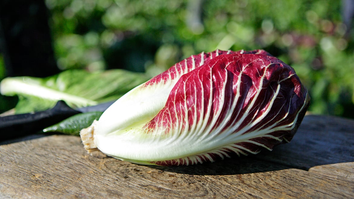 Radicchio dall'Alto Adige