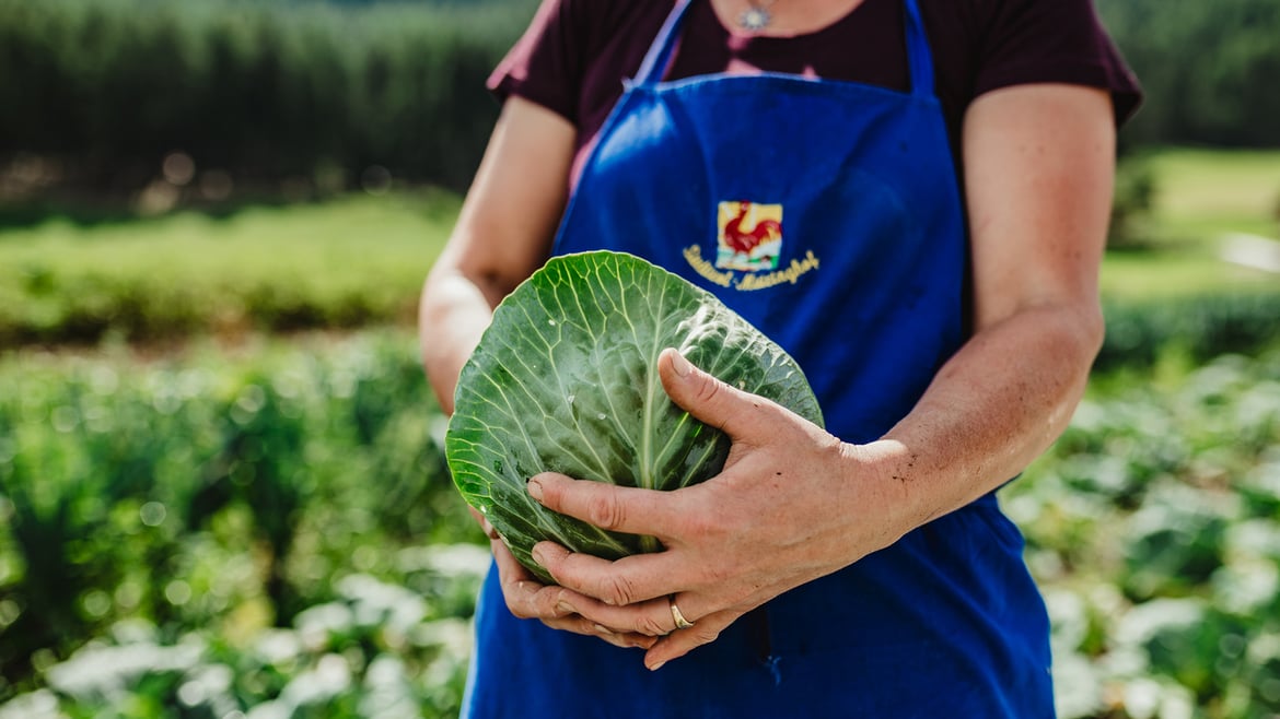 Kraut (Weißkohl) aus Südtirol