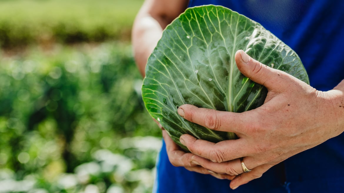 Cabbage (white cabbage) South Tyrol