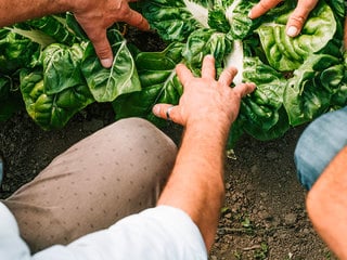 Cabbage (white cabbage)