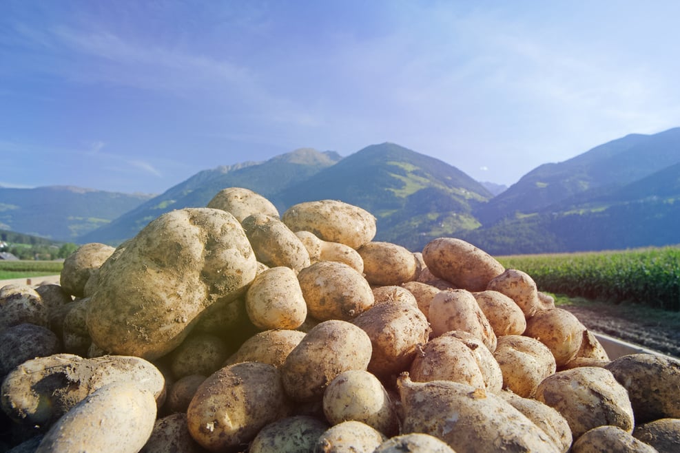 Kartoffeln aus Südtirol