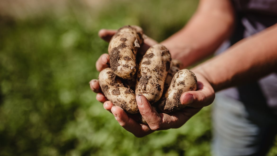 Patatas Tirol del Sur