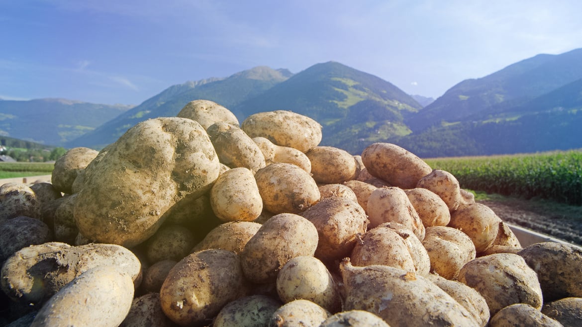 Patatas Tirol del Sur